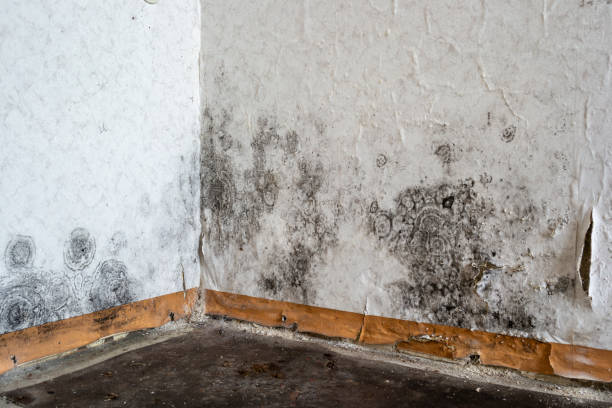 Best Home Mold Removal  in Thatcher, AZ